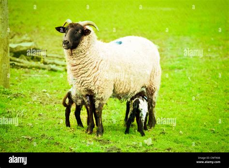 A Female Norfolk Horn Sheep Feeding Her Lambs In A Field Stock Photo