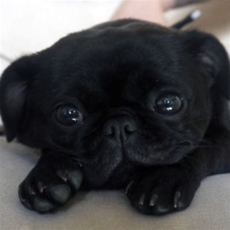 The Cutest Pug Ever Cute Pugs Cute Baby Animals Baby Animals