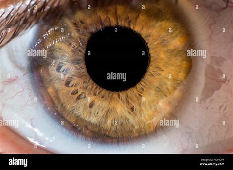 Eye Pupil Close Up Macro Shot Stock Photo Alamy