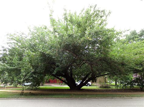 Remarkable Trees Of Texas Climbing Trees The Old Mulberry On Heights Blvd