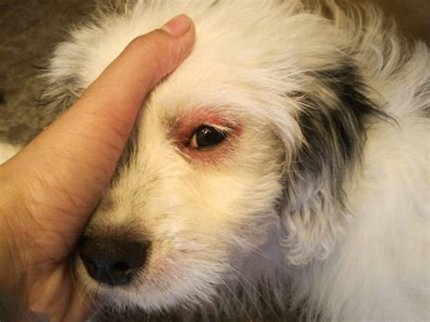 What Will Cause Dog Eye To Swell