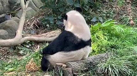 Live Baby Panda Lele At River Wonders Singapore Zoo Trending Lorens