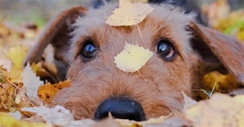 14 Versatile Facts About Airedale Terriers Petpress