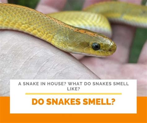 A Snake In House What Do Snakes Smell Like