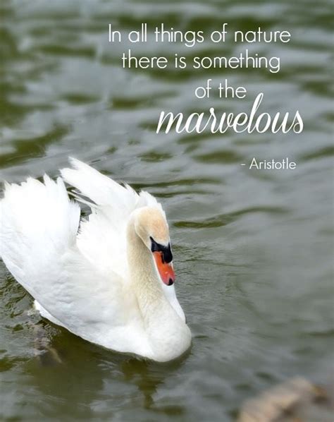 Swans Quotes Quotesgram