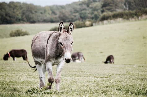 Gray Donkey On Grass · Free Stock Photo