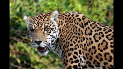 Single Jaguar Growl Sound Effect صوت الفهد Youtube