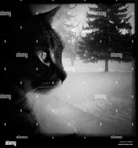 Tabby Cat In Window Looking Out At The Snow Stock Photo Royalty Free