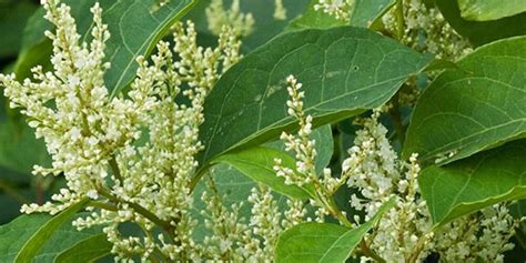 Identifying A Deep Rooted Problem Japanese Knotweed