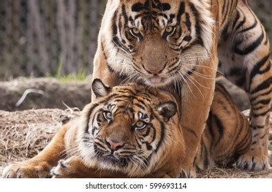 5 Sumatran Tigers Mating Bilder Stockfotos Und Vektorgrafiken
