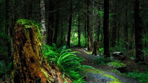 Download Wallpaper 3840x2160 Forest Path Trees Vancouver Island Canada 4k Uhd 169 Hd Background