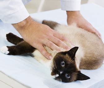 Learn about early breast cancer symptoms including a classic breast mass or lump and what you should do if you experience one or more. What You Should Know About Breast Cancer in Dogs and Cats