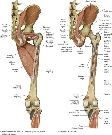Hip And Leg Bone Diagram Hip Anatomy Femur And Pelvis Bones That Make
