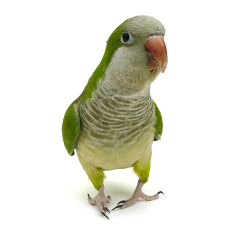 Quaker Parakeet For Sale Petco