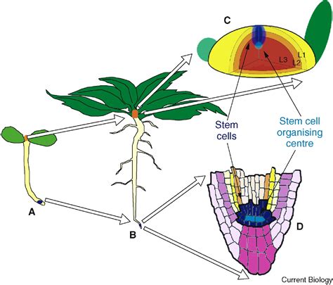 Plant Meristems A Merry Go Round Of Signals Review Current Biology