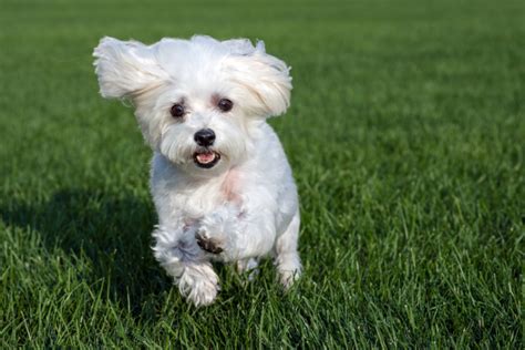 10 Smartest Small Dog Breeds That Are Easiest To Train Small Dog