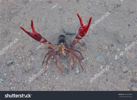 Angry Crayfish Stock Photo 489349945 Shutterstock