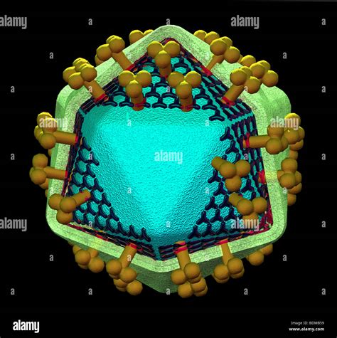 Illustration Of The Structure Of Hiv Human Immunodeficiency Virus
