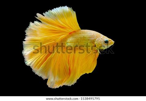 Golden Yellow Betta Fish Betta Splendens Stock Photo Edit Now 1538495795