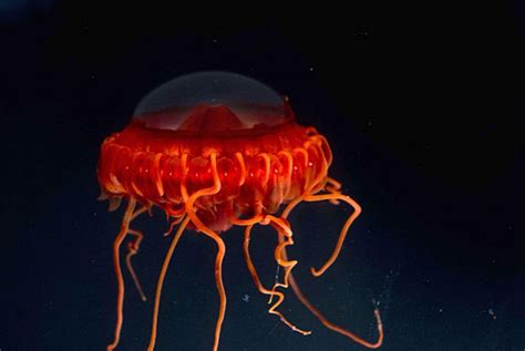 Deep Sea Creatures Sea Creatures Jellyfish