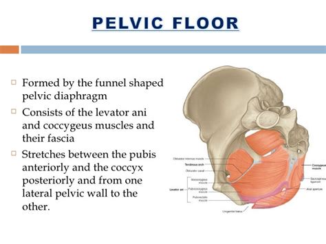 Thorax And Abdomen And Pelvis
