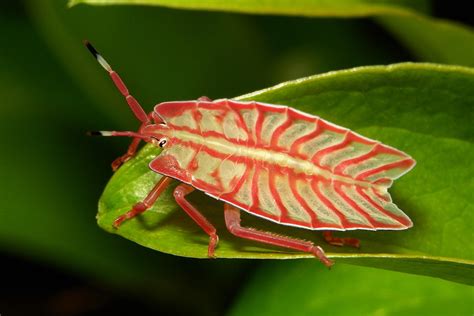 Tessaratomid Giant Stink Bug Nymph Tessaratomidae Flickr