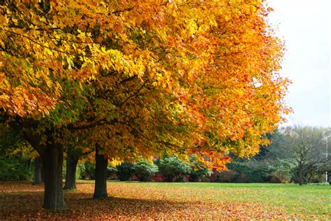 Autumn Fall Landscape Nature Tree Forest Wallpapers Hd Desktop
