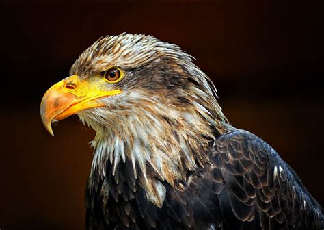 European Eagle By Edgar Barany On 500px Birds Of Prey Animals