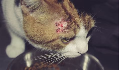Flea bite hypersensitivity is the most common cause of scabs on cats. Feline Allergies: Types, Symptoms, Diagnosis, and ...