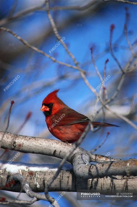 Male Northern Cardinal Bird — Biology Background Stock Photo