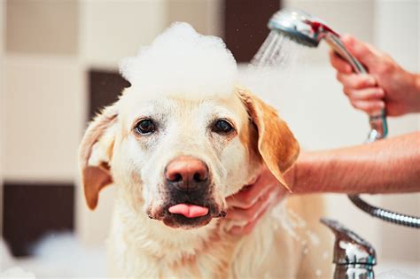 Dog Taking A Bath Bathing Of The Yellow Labrador Retriever Happiness