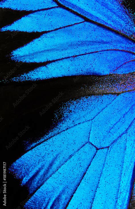 Wings Of The Butterfly Ulysses Closeup Wings Of A Butterfly Texture