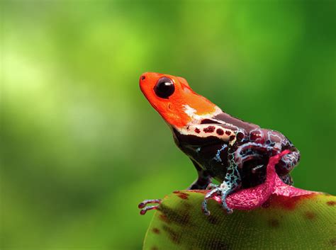 Amazon Rainforest Poison Dart Frog