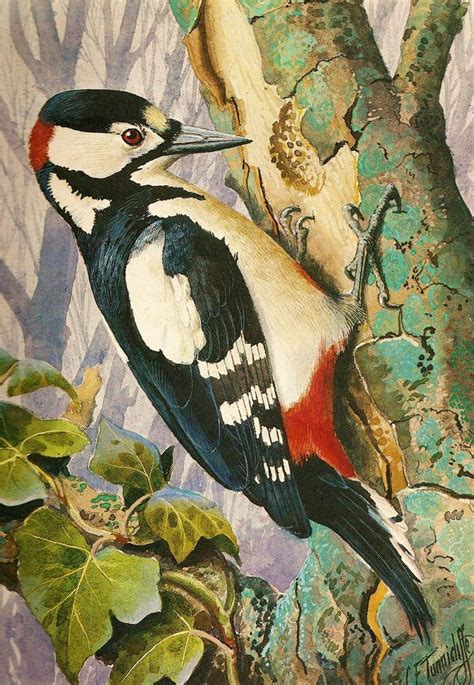 Pico Picapinos Great Spotted Woodpecker Dendrocopos Major By Charles