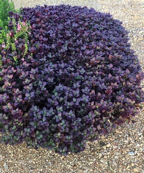 Ground Cover With Deep Purple Flowers Ground Cover Good
