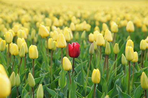 What Your Favorite Flower Says About You