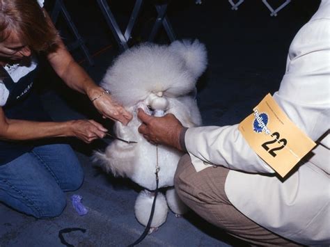 Estas Fotos Muestran El Lado B De Las Exposiciones Caninas