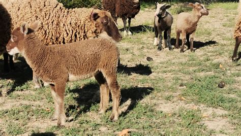 2019 Shearling Ewes And 2020 Lambs For Sale Shetland Sheep Society