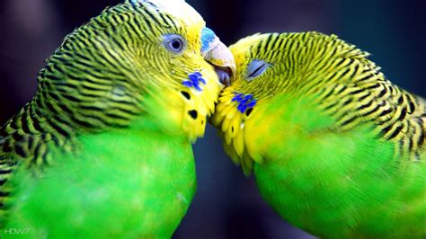 Lovebirds Wallpaper 56 Images