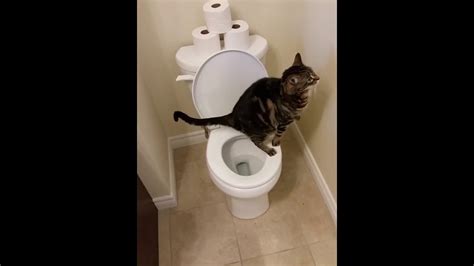 Train Cat To Flush Toilet