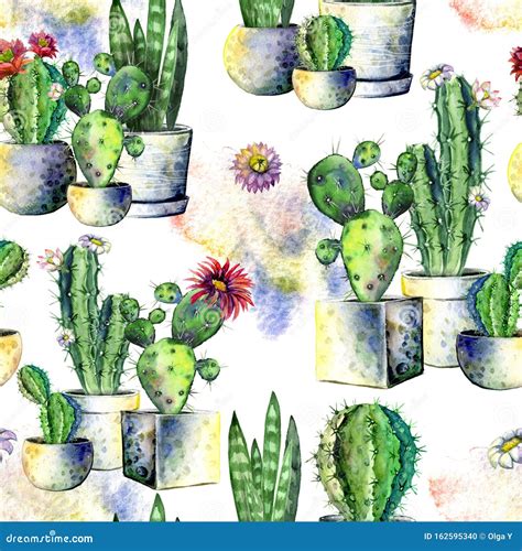 Watercolor Painted Blooming Cacti In Pots On A White Background