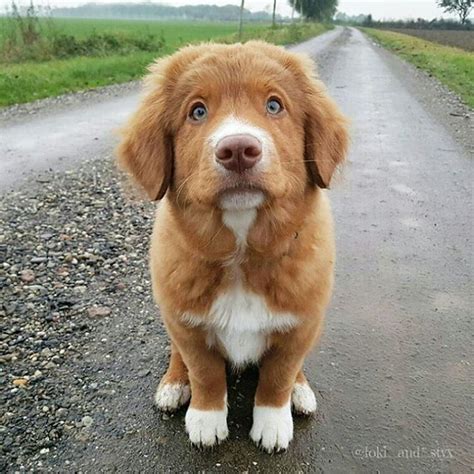 The only problem is that it is not as puffed up as it shows in the picture. Pin by Better dog on Adorable dogs in 2020 | Personalized ...