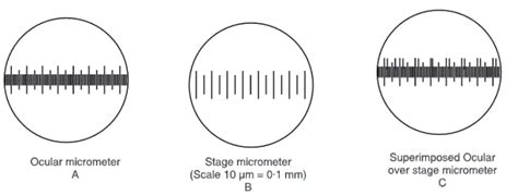 Measurement Of Microorganisms Micrometry