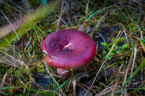 Premium Photo Red Cap Mushroom