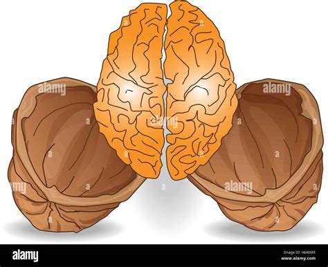 Walnut Brain Illustration Isolated Stock Vector Image And Art Alamy