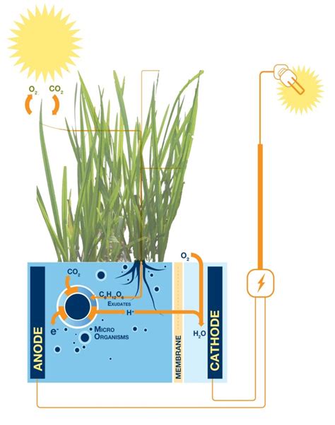 Plant Microbial Fuel Cell Generates Electricity From Living Plants