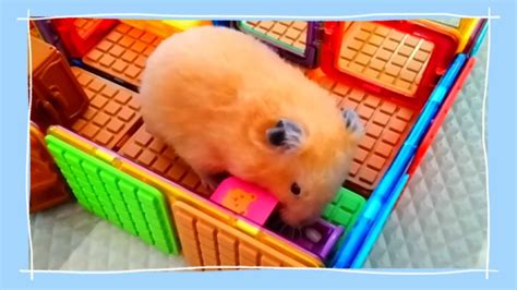 Omg My Hamster Youtube