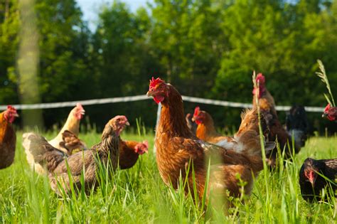Uncle rani chicken farm is located less than an hour's drive from the city. Pastured Eggs from Free-range, Organic-fed Chickens and ...