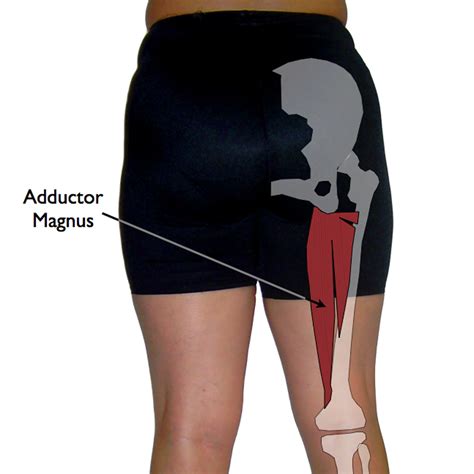 Adductor Trigger Points The Pms Trigger Point