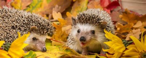 22 Spiky Hedgehog Facts Fact Animal